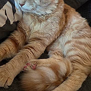 Yara a rejoint le concours — aidez-le/la à gagner de superbes lots ! cat, orange_cat, sleeping, fluffy, furry, pet, animal, couch, sofa, indoor, relaxed, sitting, curled_up, paws, whiskers, ears, closed_eyes, tabby, cozy, portrait