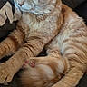 cat, orange_cat, sleeping, fluffy, furry, pet, animal, couch, sofa, indoor, relaxed, sitting, curled_up, paws, whiskers, ears, closed_eyes, tabby, cozy, portrait