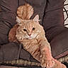 Yara participe au concours pour gagner de l'argent avec cette photo : cat, orange_cat, fluffy, long_hair, pet, animal, sitting, lounging, chair, cushion, padded_chair, indoors, floor, tiles, home, portrait, relaxed, extended_paw, green_eyes, whiskers