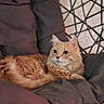 cat, ginger_cat, fluffy, fur, pet, animal, feline, portrait, sitting, lounging, chair, hanging_chair, cushion, indoor, home, furniture, whiskers, ears, eyes, relaxed
