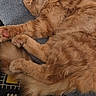 Yara participe au concours pour gagner de l'argent avec cette photo : cat, ginger_cat, sleeping, fluffy, curled_up, belly_up, paws, whiskers, closed_eyes, pet, feline, orange_fur, blanket, bed, pillow, cozy, indoors, relaxed, nap, patterned_bedding