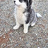 dog, puppy, siberian_husky, fluffy, black_and_white, sitting, outdoor, gravel, driveway, parked_car, animal, pet, canine, pointed_ears, blue_eyes, fur, tail, cute, portrait, nature