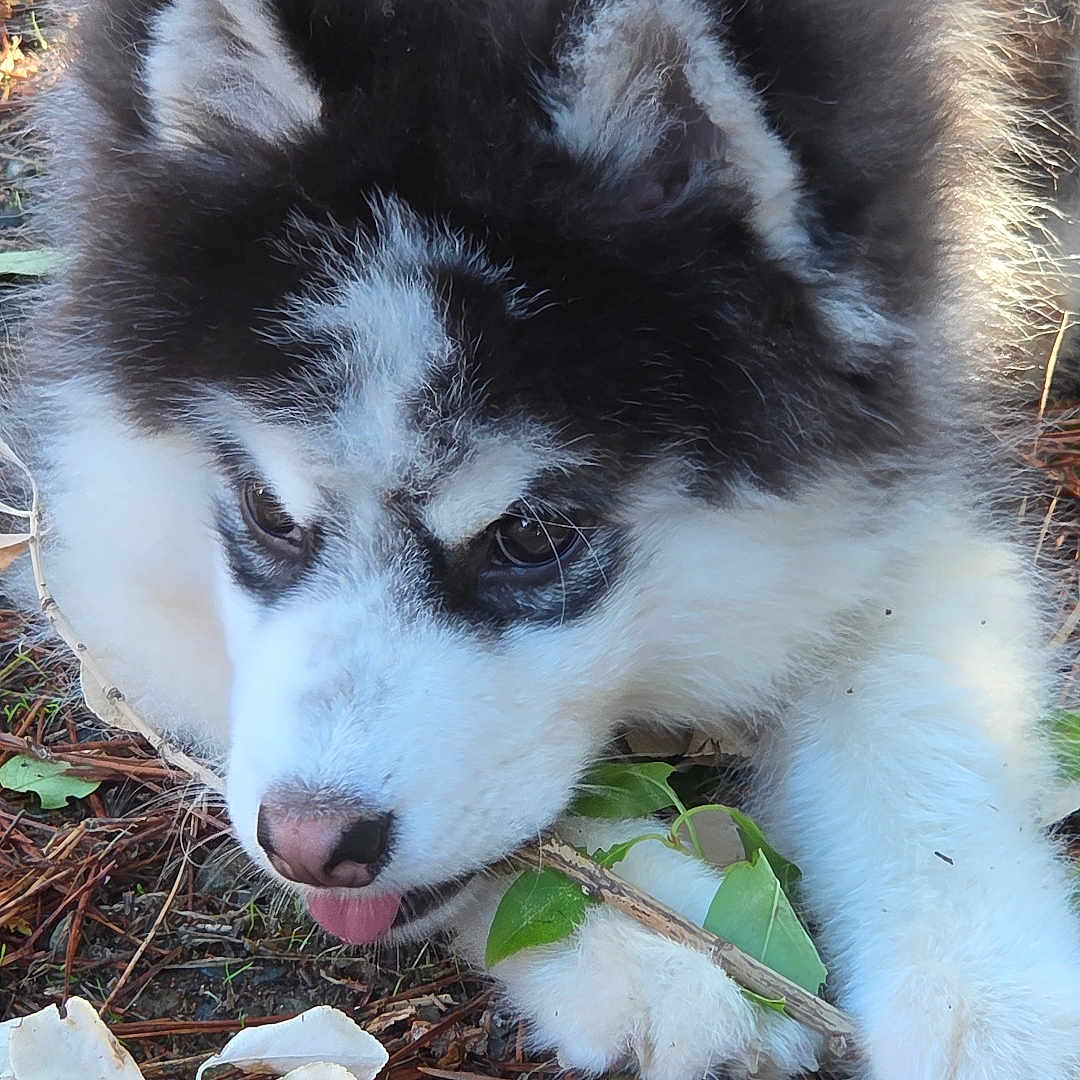 Baïko