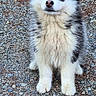 dog, puppy, husky, black_and_white, fluffy, sitting, outdoor, gravel, portrait, animal, pet, canine, ears, blue_eyes, fur, front_view, cute, serious_expression, backyard, natural_light