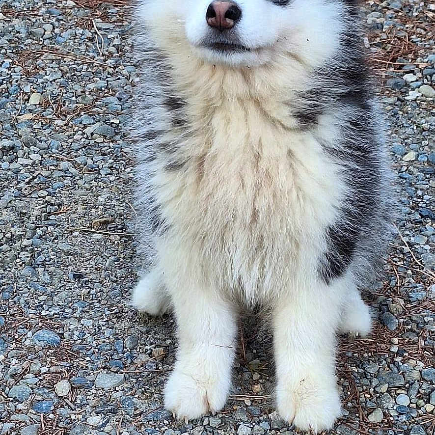 Baïko