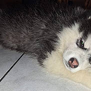 Baïko participe au concours pour gagner de l'argent avec cette photo : puppy, dog, husky, black_and_white, fluffy, sleeping, lying_down, face, paws, nose, eyes, fur, pet, indoor, tile_floor, home, portrait, relaxed, cute, animal