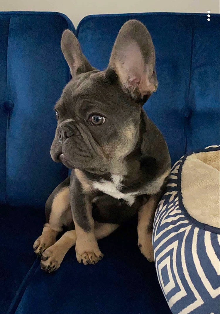 Louie joined the competition — help win amazing prizes! american_bulldog, bulldog, canidae, carnivore, companion_dog, dog, dog_breed, fawn, french_bulldog, mammal, molosser, non_sporting_group, olde_english_bulldogge, puppy, rare_breed_dog, skin, snout, toy_bulldog, vertebrate, whiskers