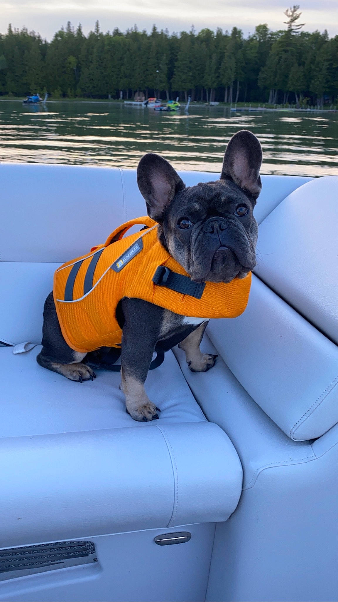 Louie is registered to the contest to win money with this photo: boat, bulldog, canidae, carnivore, companion_dog, dog, dog_breed, dog_clothes, fawn, french_bulldog, lifejacket, non_sporting_group, personal_protective_equipment, snout, vehicle
