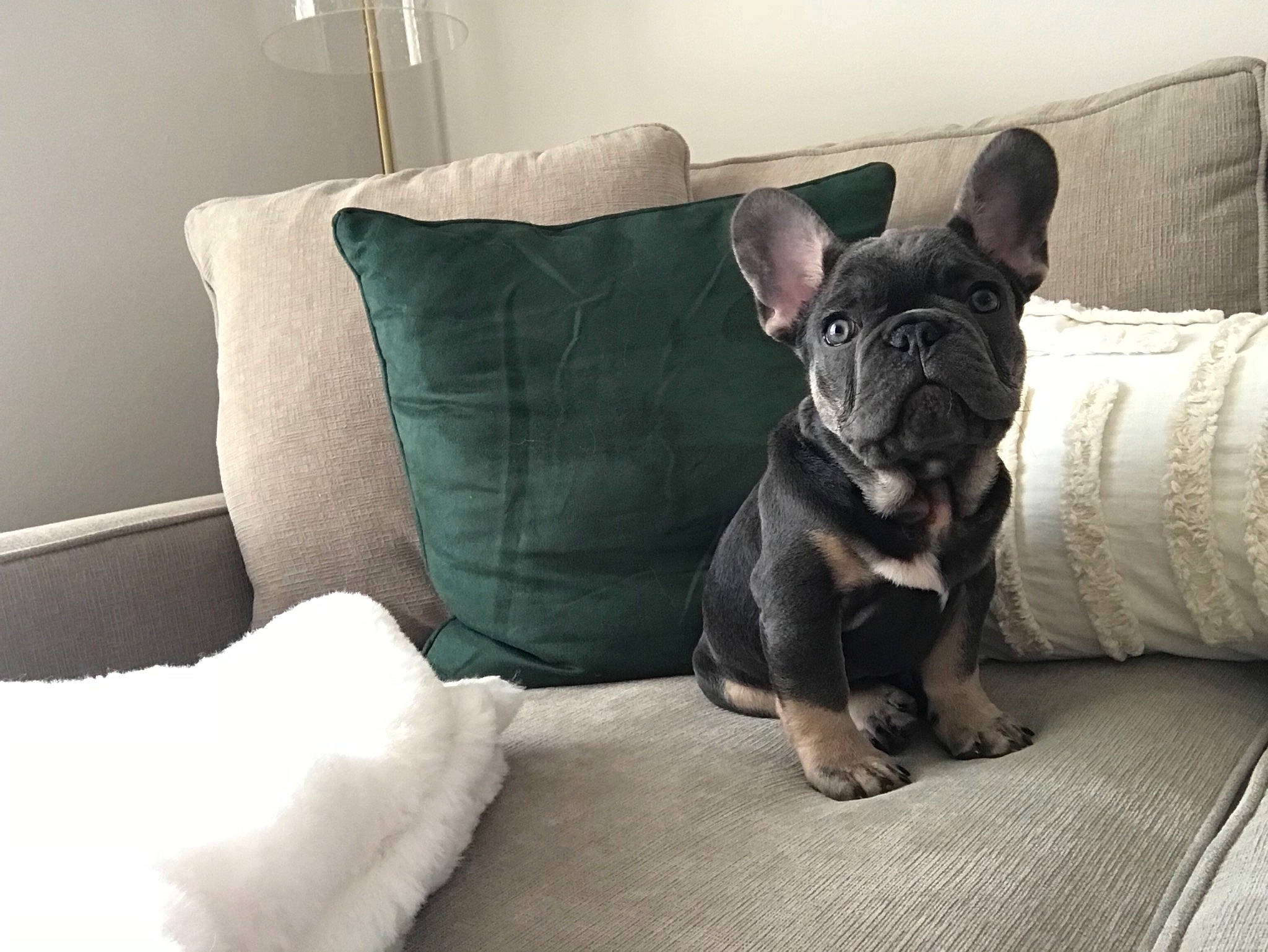 Louie joined the competition — help win amazing prizes! bed, bulldog, canidae, carnivore, comfort, companion_dog, dog, dog_breed, fawn, french_bulldog, furniture, linens, mammal, non_sporting_group, pillow, puppy, room, snout, toy_bulldog, vertebrate