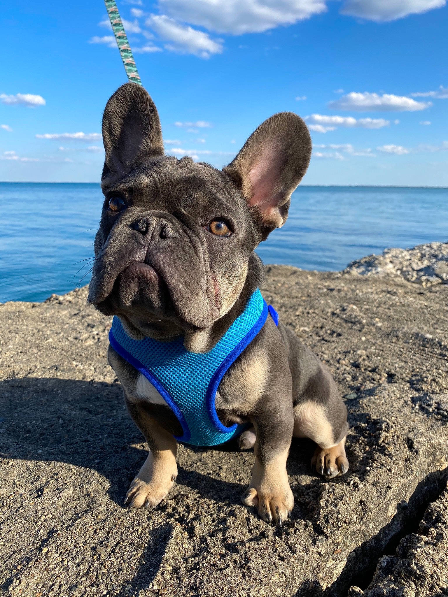 Louie joined the competition — help win amazing prizes! adventure, bulldog, canidae, carnivore, companion_dog, dog, dog_breed, dog_collar, fawn, french_bulldog, mammal, non_sporting_group, olde_english_bulldogge, sky, snout, toy_bulldog