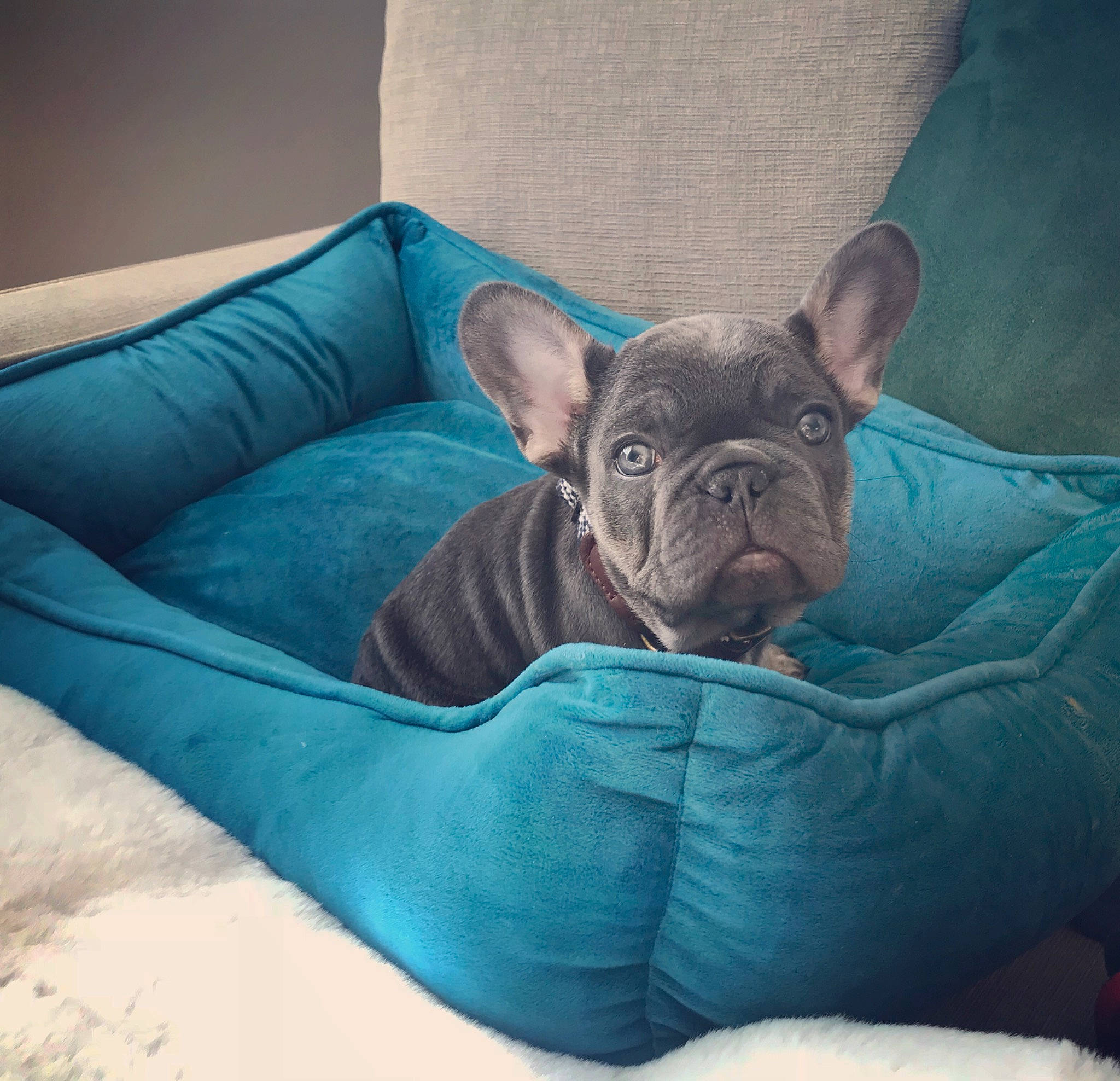 Louie joined the competition — help win amazing prizes! bed, bulldog, canidae, carnivore, comfort, companion_dog, couch, dog, dog_breed, fawn, french_bulldog, furniture, linens, molosser, nap, non_sporting_group, pillow, puppy, snout, turquoise