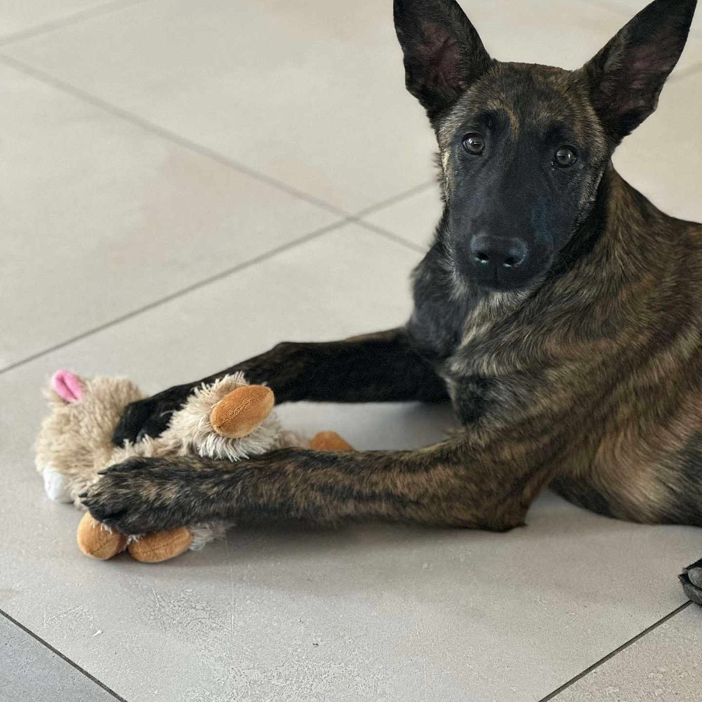 Tokyo participe au concours pour gagner de l'argent avec cette photo : animal, canine, dog, dogbed, germanshepherd, hound, pet, policedog, puppy, snout, toy, whitedog