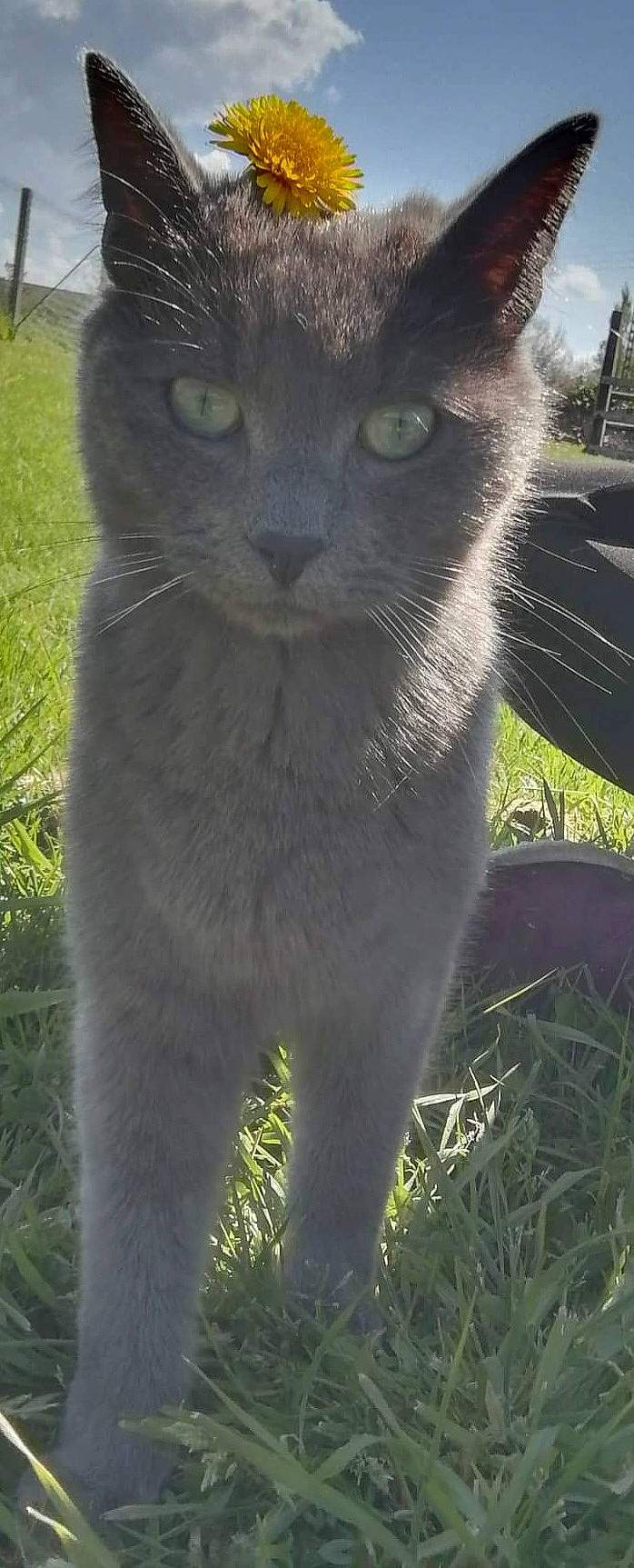 Roublard a rejoint le concours — aidez-le/la à gagner de superbes lots ! carnivore, cat, domestic_short_haired_cat, felidae, fur, grass, grassland, groundcover, plant, russian_blue, small_to_medium_sized_cats, snout, tail, terrestrial_animal, tree, whiskers, wildlife, window