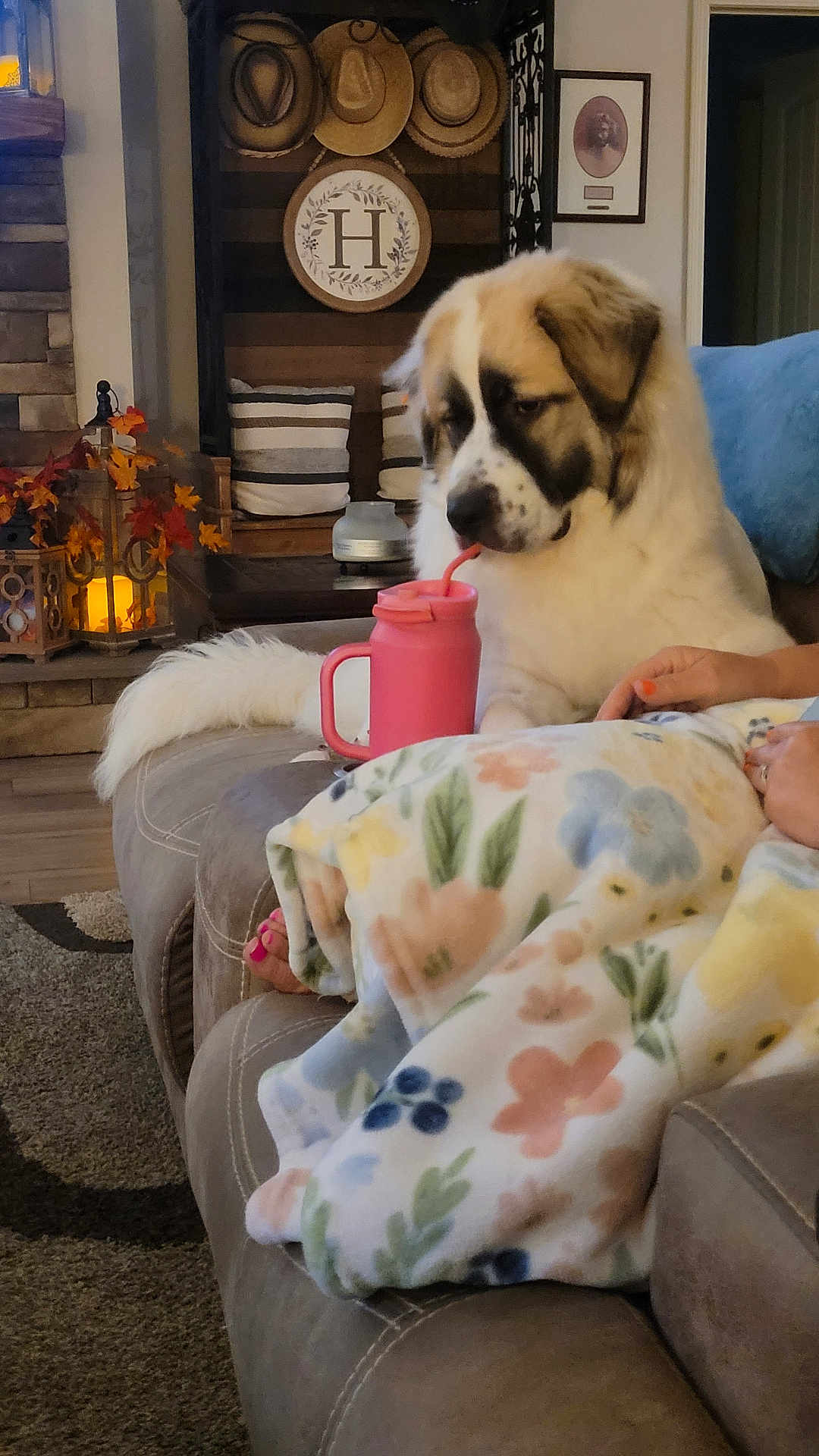 Molly is registered to the contest to win money with this photo: dog, couch, blanket, person, living_room, floral_pattern, pink_cup, straw, decor, hat, autumn_leaves, cozy, carpet, hand, foot, wall_art, lamp, wood_floor, sitting, indoor