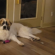 Molly joined the competition — help win amazing prizes! armchair, baseboard, basket, calm, chewed_toy, dog, door, fur, hardwood_floor, indoor, large_dog, living_room, lying_down, mammal, paw, pet, pillow, reflection, toy, window