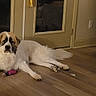 armchair, baseboard, basket, calm, chewed_toy, dog, door, fur, hardwood_floor, indoor, large_dog, living_room, lying_down, mammal, paw, pet, pillow, reflection, toy, window