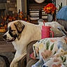 Molly is registered to the contest to win money with this photo: blanket, couch, cozy, dog, fall_decor, fireplace, flowers, framed_photo, hat_rack, human_hand, large_dog, laying, living_room, pet_portrait, pink_water_bottle, plant, pumpkin, rug, throw_pillow, wooden_shelf