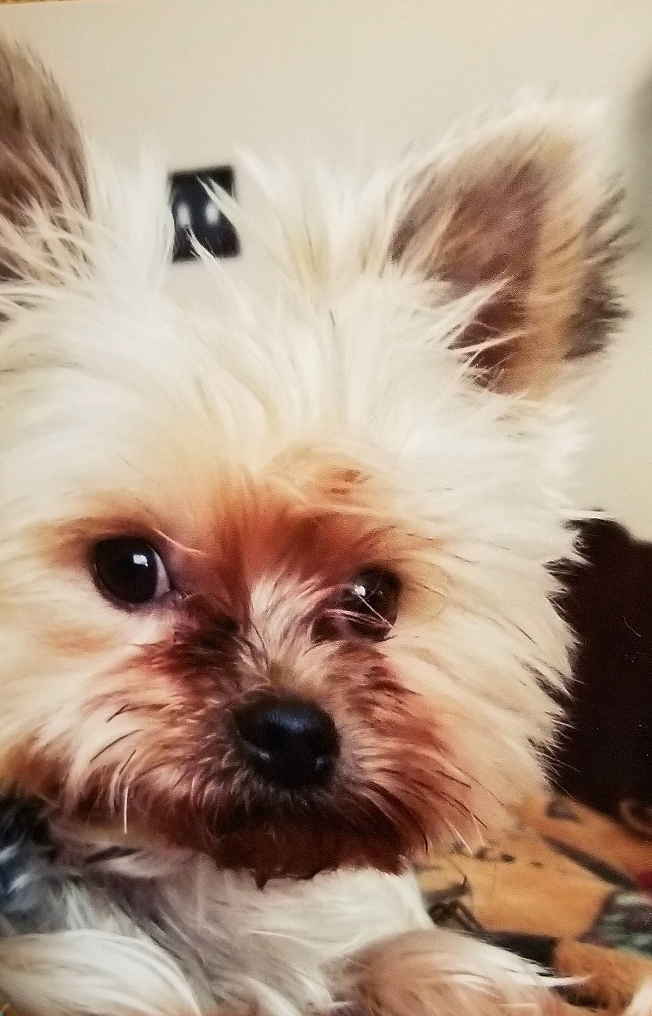 Kia is registered to the contest to win money with this photo: biewer_terrier, cairn_terrier, canidae, carnivore, chinese_imperial_dog, companion_dog, dog, dog_breed, ear, maltepoo, mammal, morkie, puppy, shih_tzu, small_terrier, snout, terrier, toy_dog, vertebrate, yorkshire_terrier