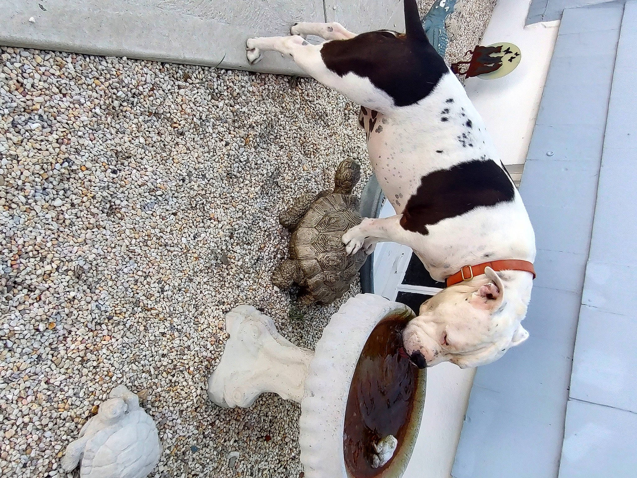 Dino joined the competition — help win amazing prizes! asphalt, automotive_exterior, carnivore, collar, companion_dog, dog, dog_breed, dog_collar, dog_supply, door, fawn, fur, pet_supply, road_surface, sidewalk, soil, tail, vehicle_door, white, working_animal