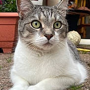 Peps participe au concours pour gagner de l'argent avec cette photo : abyssinian, angora, animal, cat, egyptiancat, flower, jar, kitten, manx, pet, plant, planter, pottedplant, pottery, siamese, vase