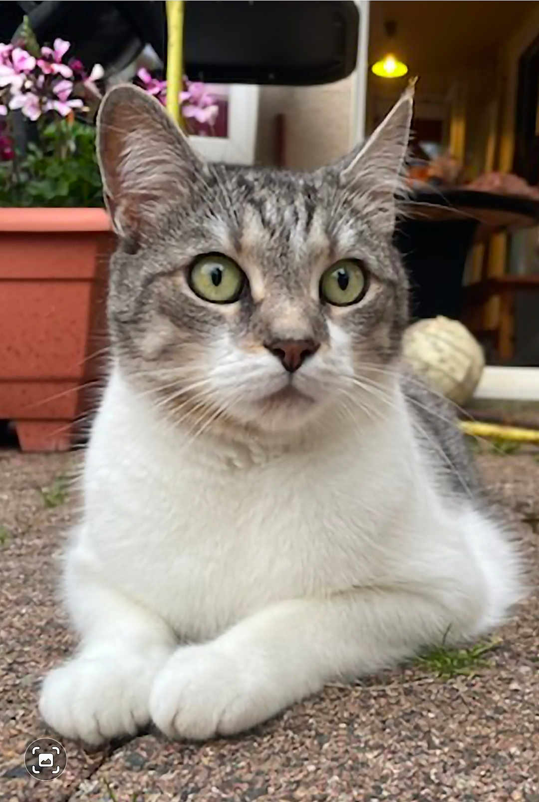 Peps participe au concours pour gagner de l'argent avec cette photo : abyssinian, angora, animal, cat, egyptiancat, flower, jar, kitten, manx, pet, plant, planter, pottedplant, pottery, siamese, vase