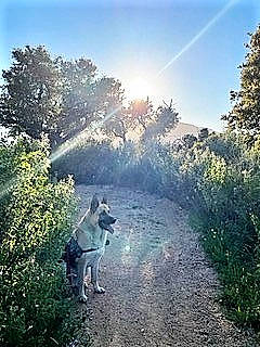 Joe participe au concours pour gagner de l'argent avec cette photo : carnivore, dog, dog_breed, fawn, forest, grass, landscape, lens_flare, morning, natural_landscape, plant, road, shrub, sky, sunlight, tail, tree, wilderness, wildlife, working_animal
