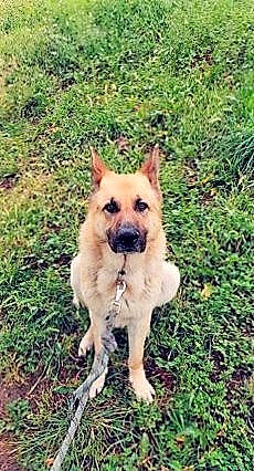 Joe a rejoint le concours — aidez-le/la à gagner de superbes lots ! canidae, carnivore, companion_dog, dog, dog_breed, east_european_shepherd, fawn, german_shepherd_dog, grass, groundcover, herding_dog, non_sporting_group, plant, soil, sporting_group, tail, tree, wildlife, working_animal, working_dog