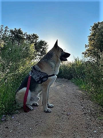 Joe participe au concours pour gagner de l'argent avec cette photo : canidae, canis, carnivore, collar, companion_dog, dog, dog_breed, east_european_shepherd, fashion_accessory, grass, plant, recreation, siberian_husky, sky, sled_dog, sporting_group, tail, tree, wolf, working_animal