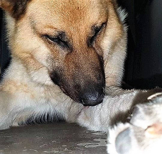 Joe a rejoint le concours — aidez-le/la à gagner de superbes lots ! ancient_dog_breeds, canidae, carnivore, collar, companion_dog, dog, dog_breed, fawn, fur, paw, photography, puppy, snout, sporting_group, street_dog, terrestrial_animal, whiskers, wildlife, working_dog