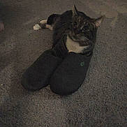 Erik is registered to the contest to win money with this photo: cat, slippers, carpet, indoor, animal, pet, paw, feline, resting, cozy, dark, floor, cute, domestic, lying_down, quiet, home, furry, tabby, relaxed