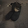 cat, slippers, carpet, indoor, animal, pet, paw, feline, resting, cozy, dark, floor, cute, domestic, lying_down, quiet, home, furry, tabby, relaxed