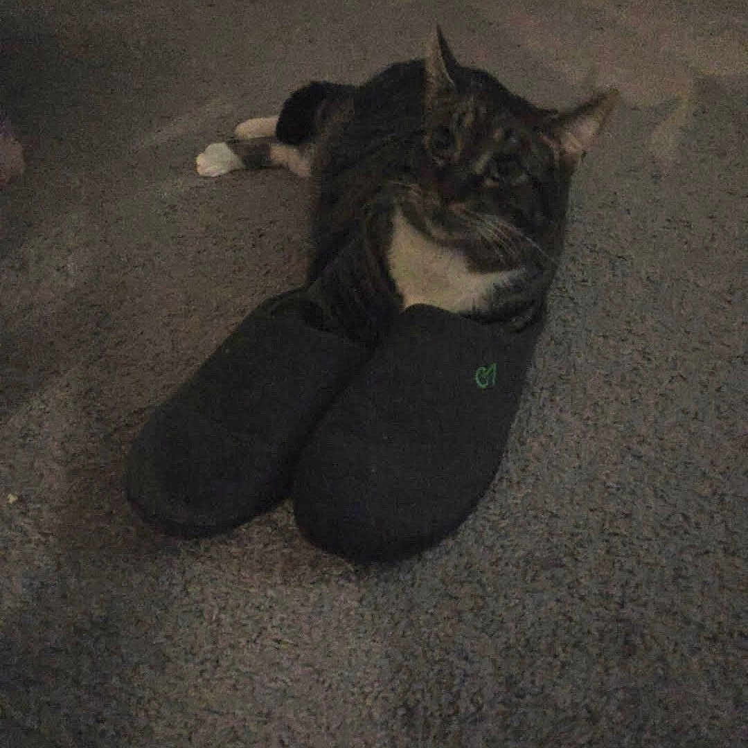 Erik is registered to the contest to win money with this photo: cat, slippers, carpet, indoor, animal, pet, paw, feline, resting, cozy, dark, floor, cute, domestic, lying_down, quiet, home, furry, tabby, relaxed