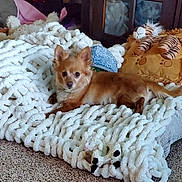 Pumpkin joined the competition — help win amazing prizes! dog, small_dog, fluffy, blanket, knitted_blanket, pillow, stuffed_toy, carpet, indoor, relaxed, pet, fur, ears, lying_down, cozy, home, living_room, cute, animal, companion