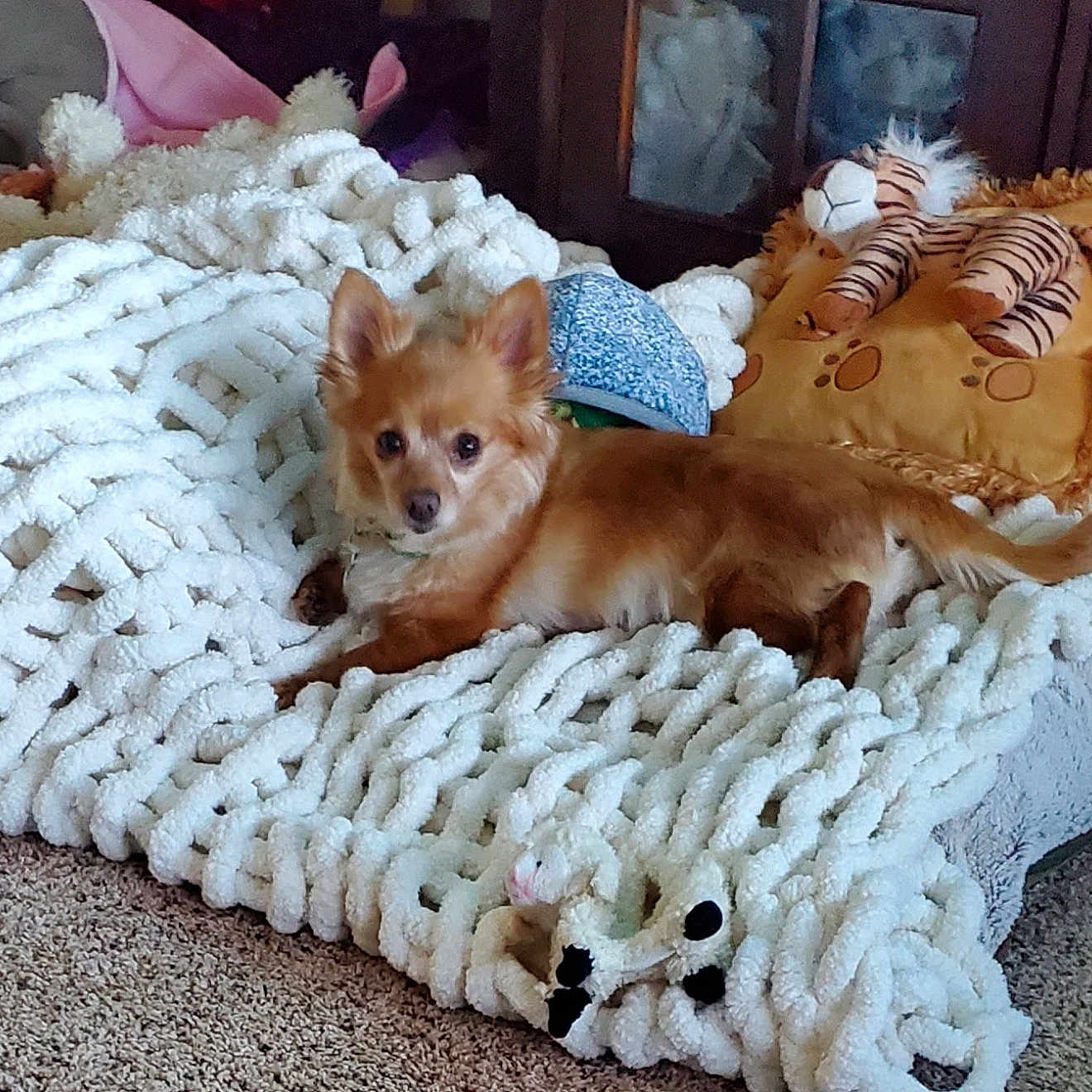 Pumpkin joined the competition — help win amazing prizes! animal, blanket, carpet, companion, cozy, cute, dog, ears, fluffy, fur, home, indoor, knitted_blanket, living_room, lying_down, pet, pillow, relaxed, small_dog, stuffed_toy