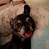 Cookie joined the competition — help win amazing prizes! animal, black_dog, blanket, closeup, comfort, companion, cozy, cute, cute_pet, dog, fur, indoors, pet, relaxed, resting, sleepy, small_dog, soft_texture, tongue_out, white_blanket