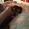 Cookie joined the competition — help win amazing prizes! animal, bed, blanket, comfort, cozy, cute, dog, fur, home, indoor, paw, pet, relaxing, resting, sleeping, small_dog, snuggling, soft, tongue_out, warm_lighting