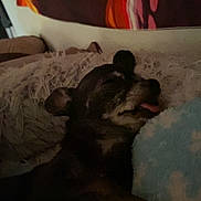 Cookie is registered to the contest to win money with this photo: blanket, canine, colorful_tapestry, comfort, cozy, cushion, dark, dog, fur, home, indoor, paw, pet, quiet, relaxed, resting, sleeping, small_dog, snuggled, tongue_out
