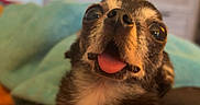 Cookie is registered to the contest to win money with this photo: adorable, animal, bedroom, black_fur, blanket, brown_fur, close_up, companion, cozy, cute, dog, domestic_animal, friendly, fur, indoor, looking_up, pet, relaxed, small_dog, tongue_out