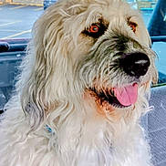 Linkin is registered to the contest to win money with this photo: dog, fluffy, white_fur, tongue_out, topknot, pet, vehicle_interior, seat, happy, close_up, canine, long_hair, muzzle, ears, bright_eyes, collar, indoor, portrait, animal, cute