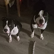 Colbi And Cayenne is registered to the contest to win money with this photo: animal, animal_portrait, black_and_white, braided_toy, canine, companions, cute, dog, domestic, floor, flooring, friendship, indoor, looking_up, pet, playful, tongue_out, toy, two_dogs, waiting