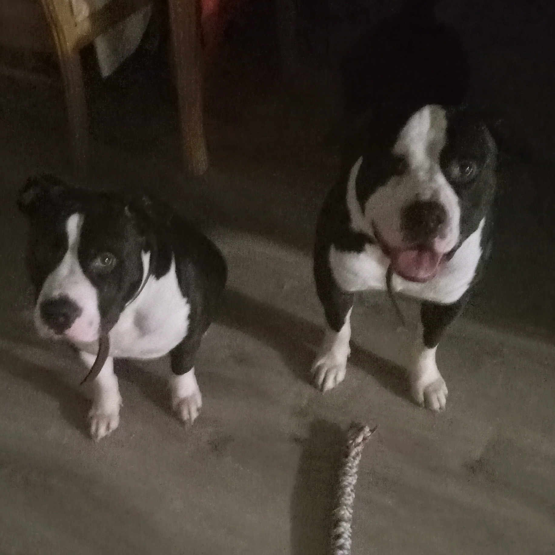 Colbi And Cayenne is registered to the contest to win money with this photo: animal, animal_portrait, black_and_white, braided_toy, canine, companions, cute, dog, domestic, floor, flooring, friendship, indoor, looking_up, pet, playful, tongue_out, toy, two_dogs, waiting