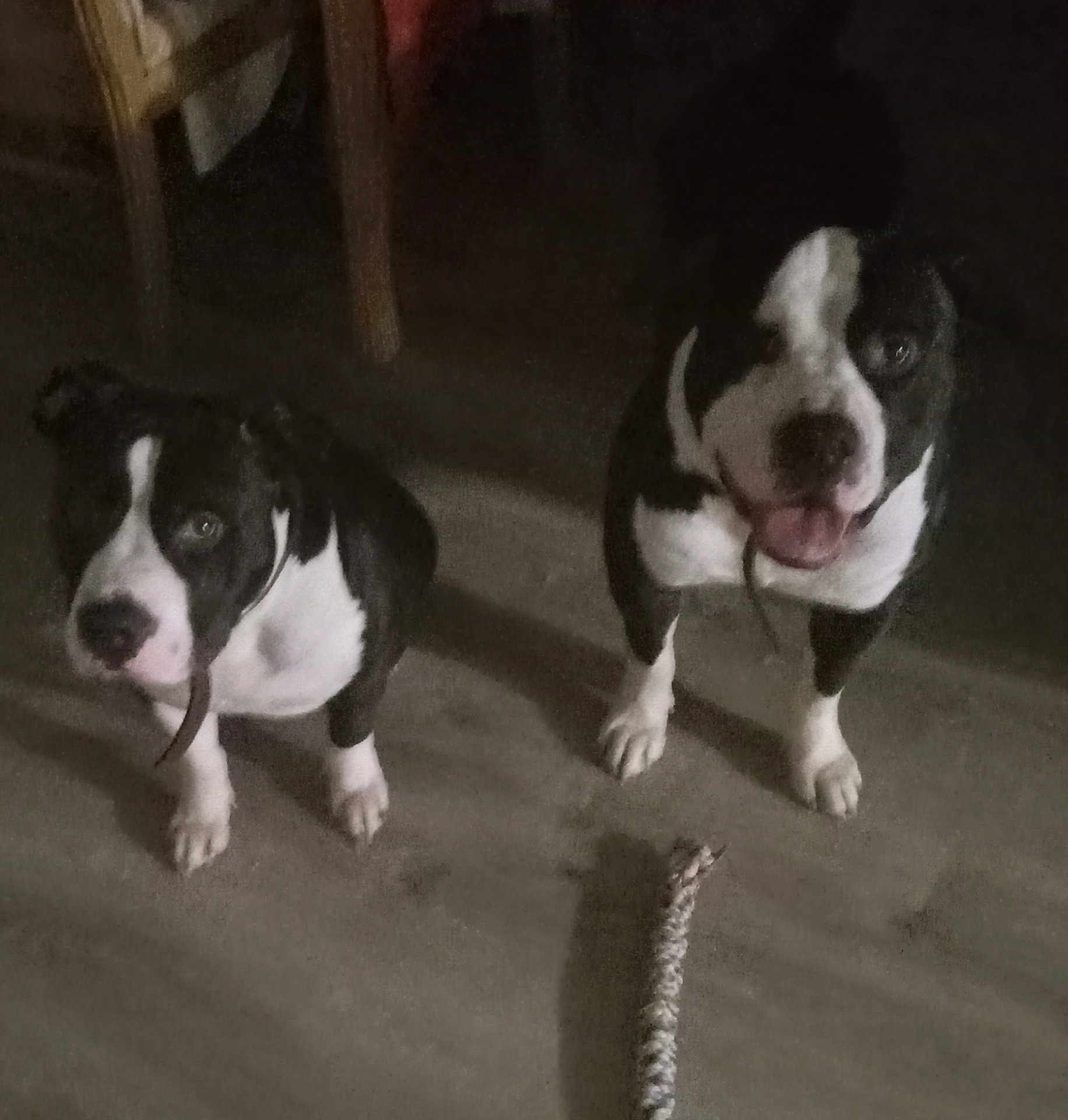 Colbi And Cayenne is registered to the contest to win money with this photo: animal, animal_portrait, black_and_white, braided_toy, canine, companions, cute, dog, domestic, floor, flooring, friendship, indoor, looking_up, pet, playful, tongue_out, toy, two_dogs, waiting