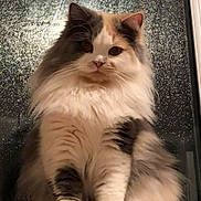 Tinkerbell joined the competition — help win amazing prizes! cat, fluffy, long_hair, window, rain, indoor, pet, animal, sitting, white, gray, black, feline, cute, paw, fur, portrait, looking, domestic, calm