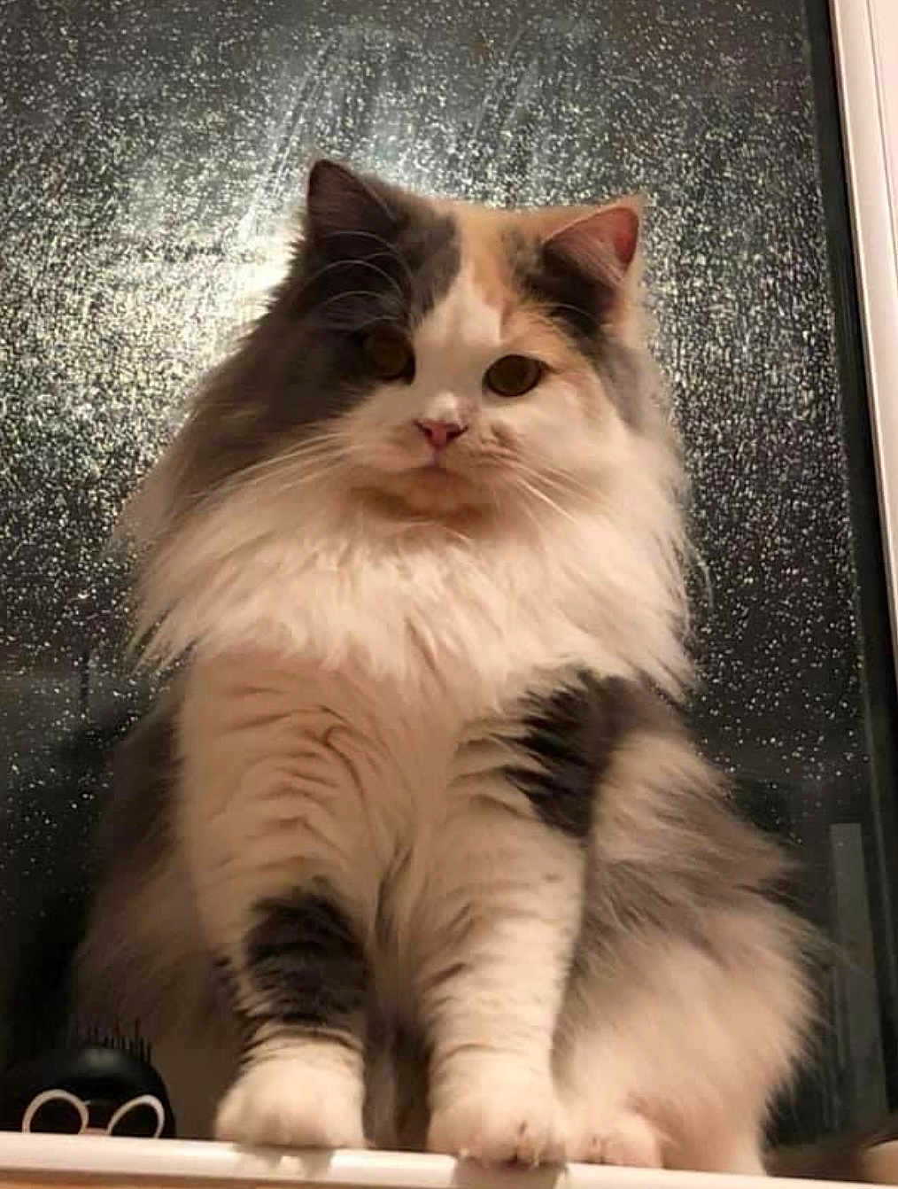 Tinkerbell joined the competition — help win amazing prizes! cat, fluffy, long_hair, window, rain, indoor, pet, animal, sitting, white, gray, black, feline, cute, paw, fur, portrait, looking, domestic, calm