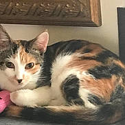 Yoda is registered to the contest to win money with this photo: animal, calico, cat, cozy, curled_up, cute, domestic, ears, feline, fur, home_interior, indoor, pet, relaxed, resting, small, soft_surface, tabby, whiskers, wood_frame