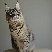 Romeo is registered to the contest to win money with this photo: cat, tabby, pet, animal, feline, ears, whiskers, fur, sitting, curious, indoor, closeup, portrait, gray_background, soft_light, domestic_cat, alert, mammal, cute, furry