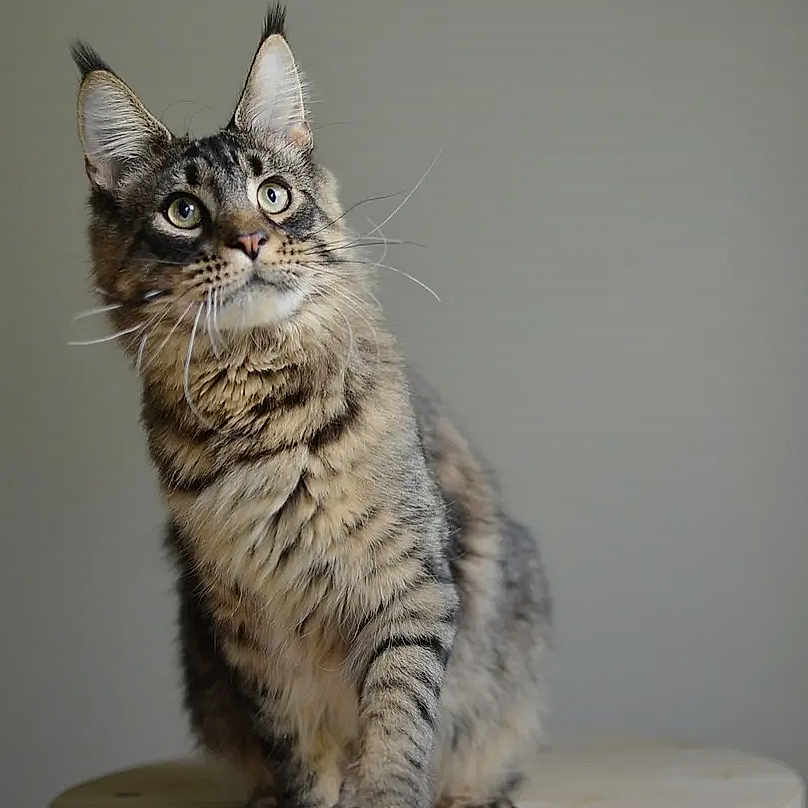 Romeo is registered to the contest to win money with this photo: alert, animal, cat, closeup, curious, cute, domestic_cat, ears, feline, fur, furry, gray_background, indoor, mammal, pet, portrait, sitting, soft_light, tabby, whiskers