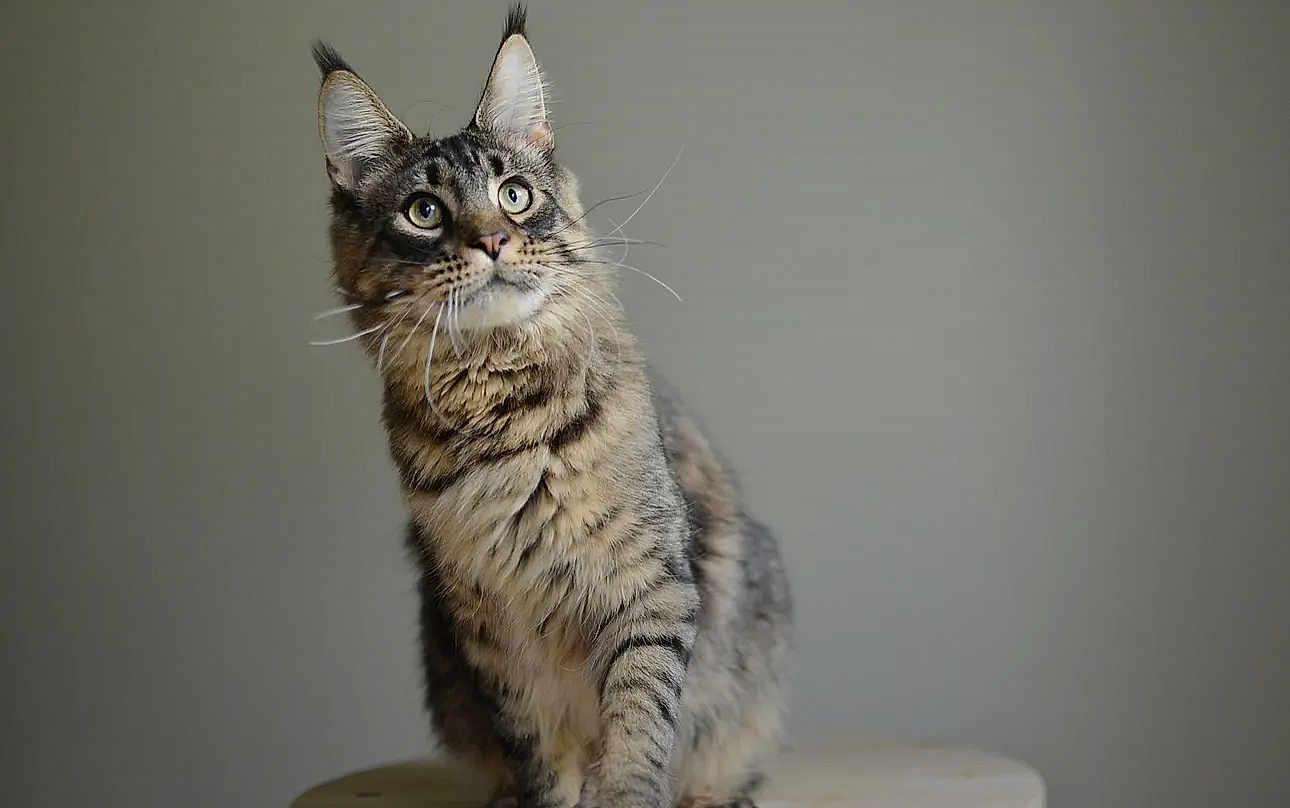 Romeo is registered to the contest to win money with this photo: cat, tabby, pet, animal, feline, ears, whiskers, fur, sitting, curious, indoor, closeup, portrait, gray_background, soft_light, domestic_cat, alert, mammal, cute, furry