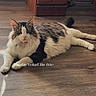 Princess joined the competition — help win amazing prizes! animal, black, brown, cabinet, cat, collar, curious, cute, domestic, feline, fluffy, fur, household, indoor, lounging, pet, relaxed, resting, white, wooden_floor