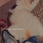 Princess joined the competition — help win amazing prizes! animal, blanket, caption, cat, comfort, cozy, cute, domestic, feline, fluffy, fur, indoor, leopard_print, nap, paw, pet, relaxed, resting, sleeping, soft